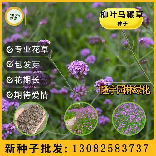 四季花种子大全图片 四季花的图片大全图片 伤感说说吧