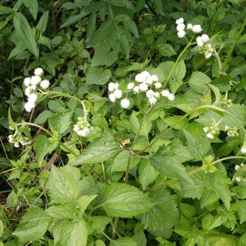 百花草图片 中药百花草图片大全 伤感说说吧