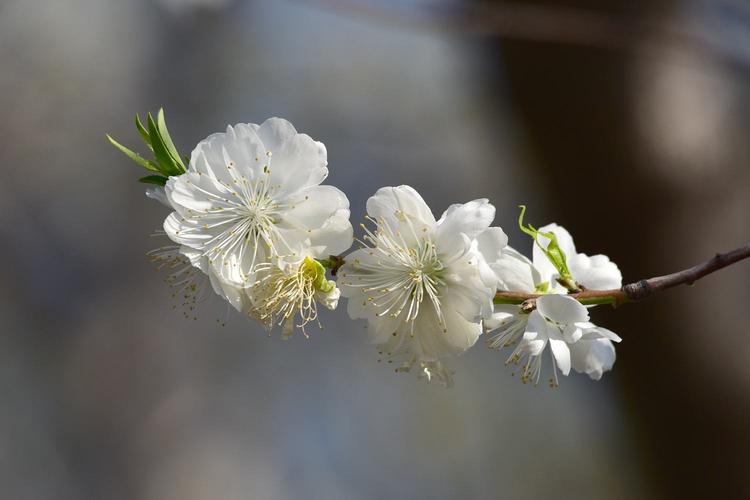 小花白碧桃 小花白碧桃的样子 伤感说说吧