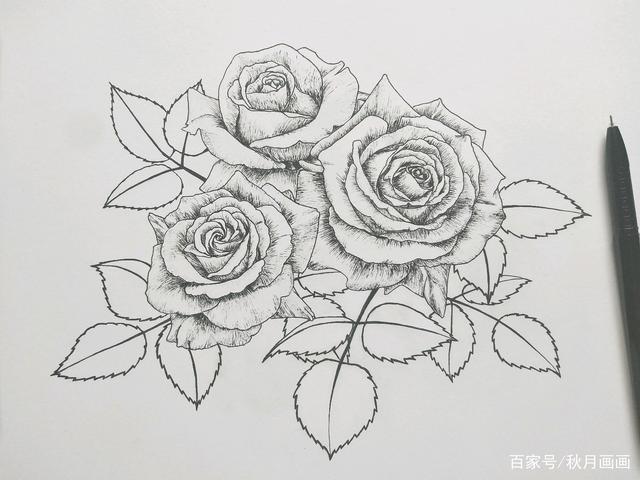 玫瑰花怎么画铅笔 玫瑰花怎么画教学 伤感说说吧