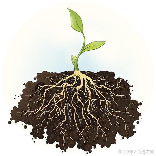 植物根系简笔画 植物根茎叶简笔画 伤感说说吧