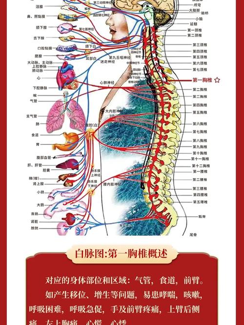 胸椎对应的体表标志 第6胸椎对应体表标志 伤感说说吧