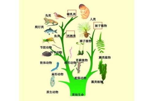 脊椎动物进化树 脊椎动物和无脊椎动物 伤感说说吧