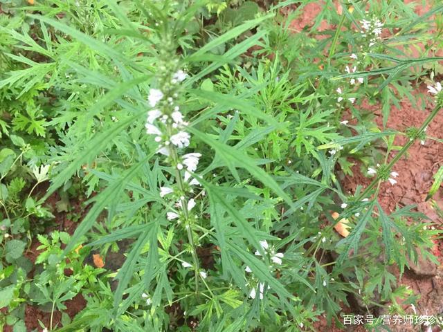 可以吃的白花草的图片 白花草图片及功效 伤感说说吧