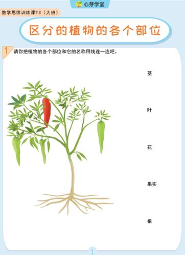 植物的部位名称及图片 各种植物图片及名称 伤感说说吧