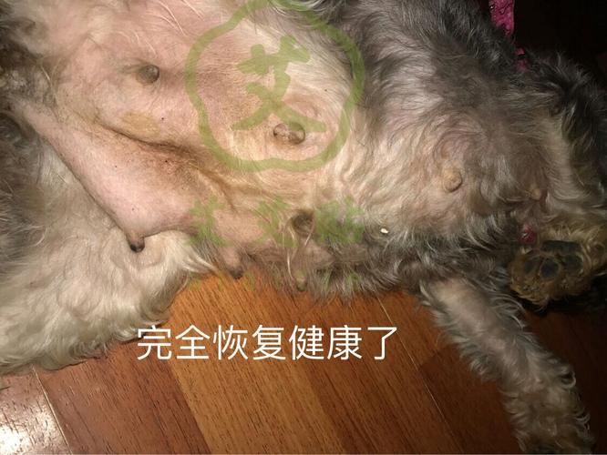 犬乳腺炎 狗狗乳腺炎初期图片 伤感说说吧