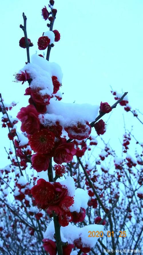 寒梅花图片大全 简单梅花图案设计 伤感说说吧