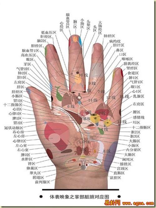 手各个部位名称图解 手指各部位名称及图 伤感说说吧