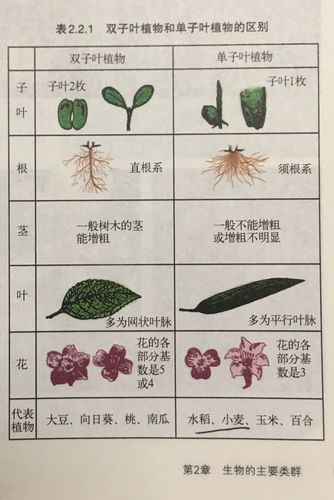 单子叶植物根 单子叶植物根简图 伤感说说吧