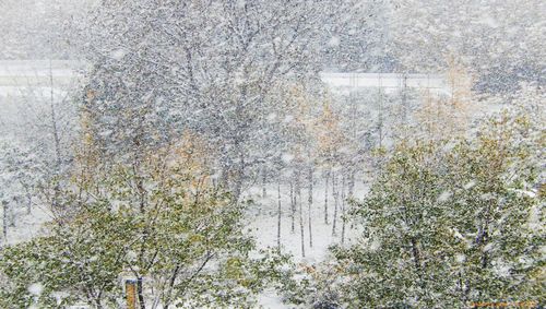 风吹雪花的图片 吹雪花图片 伤感说说吧