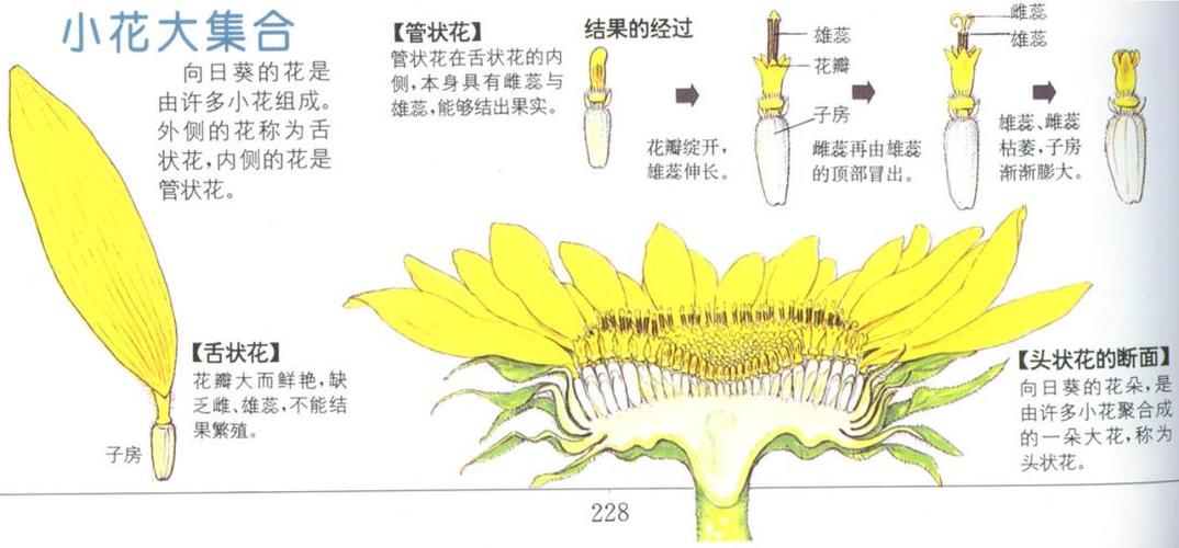 管状花和舌状花形态图 管状花和舌状花 伤感说说吧