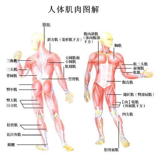 人体各部位名称详细 身体各部位指示图 3 伤感说说吧