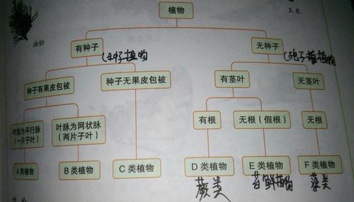 生物植物分类图 生物分类生物界 伤感说说吧