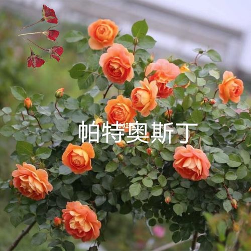 花最大的月季 茶花女月季图片 伤感说说吧