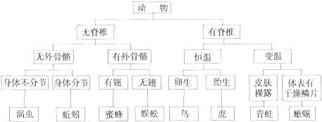 动物分类表树状 动物分类树状图 伤感说说吧