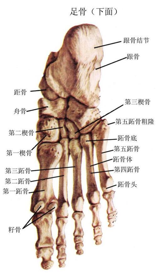 脚骨各部位名称示意图 脚底各部位名称示意图 伤感说说吧