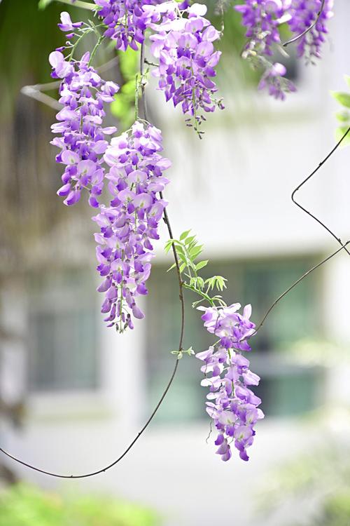 紫藤花图片花语 紫藤花古风唯美图片 伤感说说吧