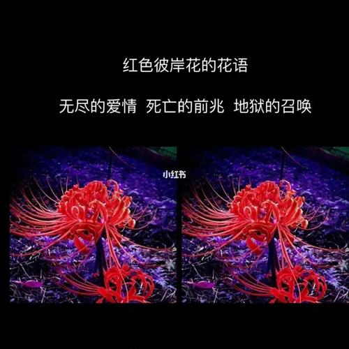 彼岸花的花语是什么 彼岸花语录 伤感说说吧