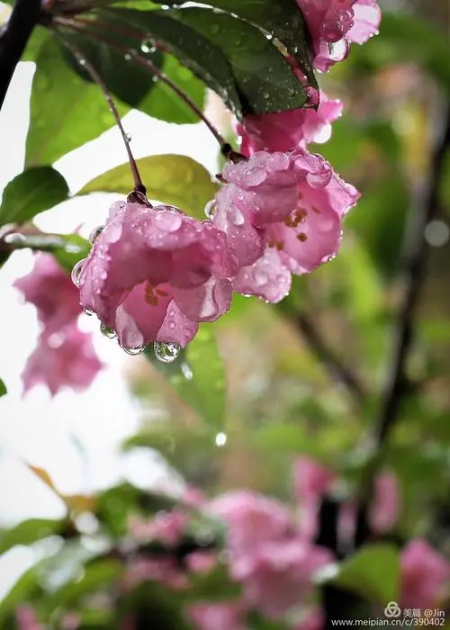 小雨中的海棠花 海棠花的图片 伤感说说吧