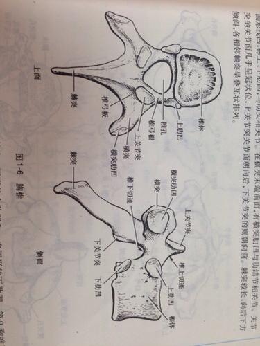 胸12椎体部位图胸椎 胸12椎体部位图 伤感说说吧