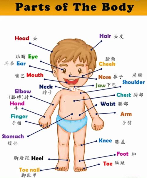 身体部位图英语 身体部位图 伤感说说吧
