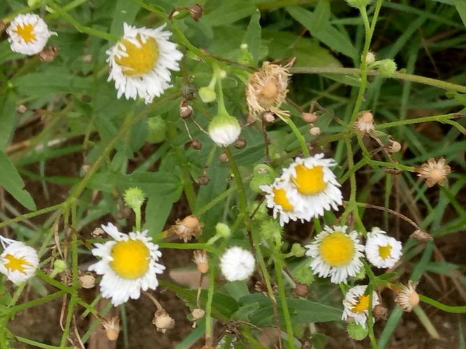 野葵花草 野花草 伤感说说吧