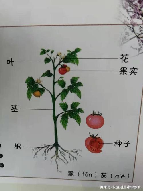 植物各部位名称图解 植物的部位名称及图片 伤感说说吧