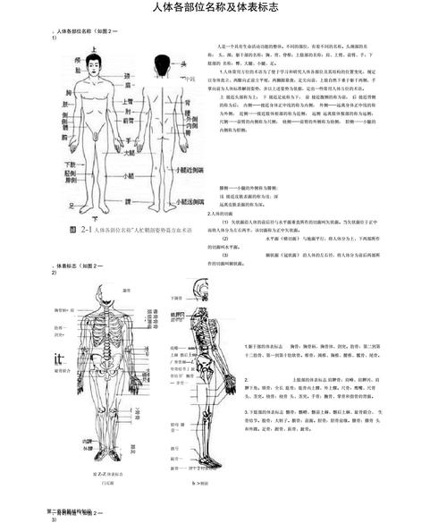 人体各部位名称详细 身体各部位指示图 3 伤感说说吧