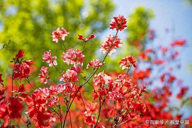 自然花景色的图片 自然景色的图片 3 伤感说说吧